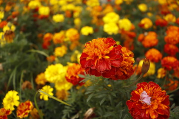 beautiful field of yellow and red flowers
