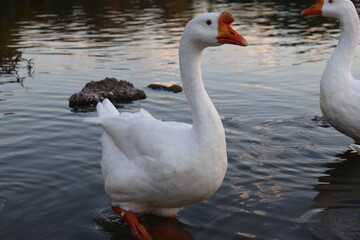 Ducks on the pond in the park