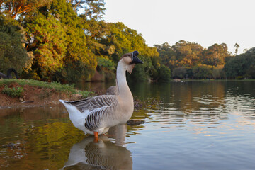 Goose on the riverside