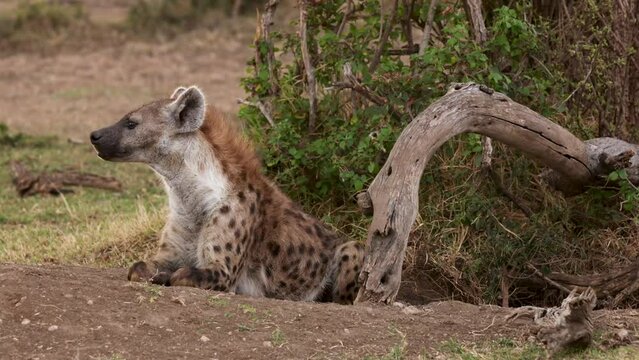 Slow motion video of a wild spotted hyena outside her den in Kenya