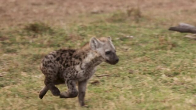 Slow motion video of a baby wild spotted hyena running to the den in Kenya