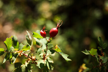 red rose hips