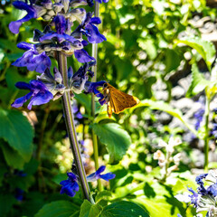 butterfly on a flower
