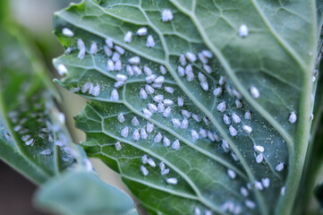  Butterfly whitefly  (Aleyrodes proletella) on the plant
