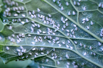  Butterfly whitefly  (Aleyrodes proletella) on the plant