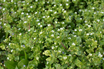 In the spring, Stellaria media grows in nature