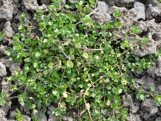 In the spring, Stellaria media grows in nature