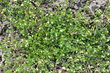 In the spring, Stellaria media grows in nature
