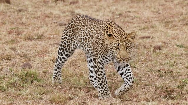 Slow motion video of a leopard walking in Kenya