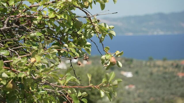 Landscape and sea from Moni Evaggelistrias Monastery, Skiathos Island, Sporades Islands, Greek Islands