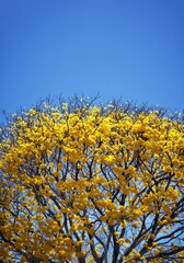 yellow tree