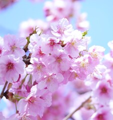 美しい河津桜