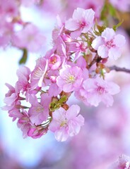 美しい河津桜 © 亜紀 中富