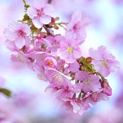 美しい河津桜