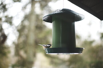 A chickadee in Ontario, Canada. Nature and wildlife in North America.