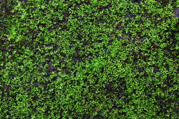 moss textured background