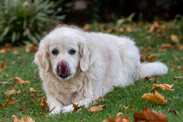 golden retriever dog