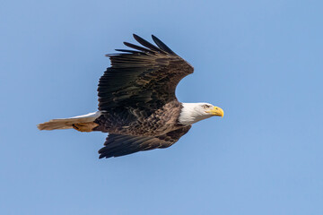 American Bald Eagle