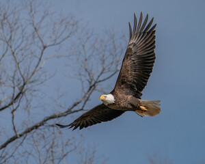 American Bald Eagle