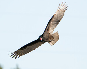Fototapeta na wymiar Turkey Vulture