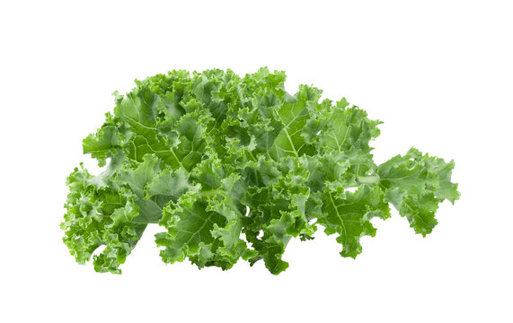 Kale leaf salad vegetable isolated on transparent png