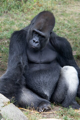 Portrait of a silverback gorilla sitting on the grass