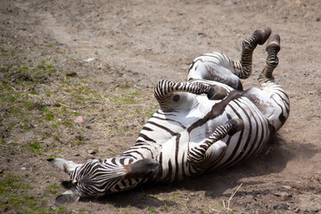 Fototapeta na wymiar Zebra playing and rolling in the dirt