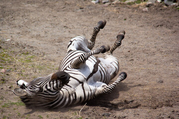 Fototapeta na wymiar Zebra playing and rolling in the dirt