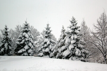 Snow covered trees in winter