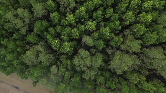 Flying over mangrove forest near Prachuap Khiri Khan, part of thailand .