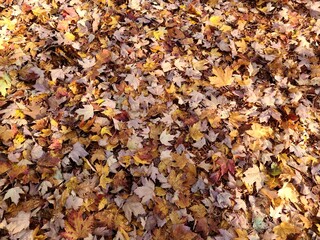 Fallen autumn leaves on the ground