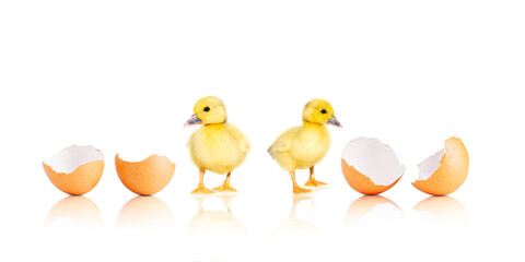 NewBorn little Cute yellow duckling with egg shell isolated on white. chick just hatched from an egg