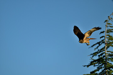 Cooper's Hawk, aka Accipiter cooperii on the Tree Top and Flying Off