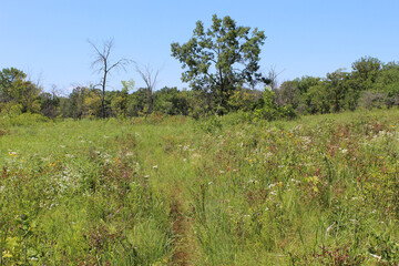 Prairie landscape with wildflowers at Somme Prairie Nature Preserve in Northbrook, Illinois