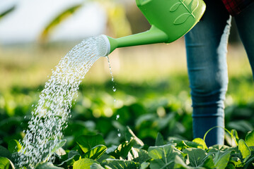 Female Agricultural watering in organic vegetable farm © Johnstocker