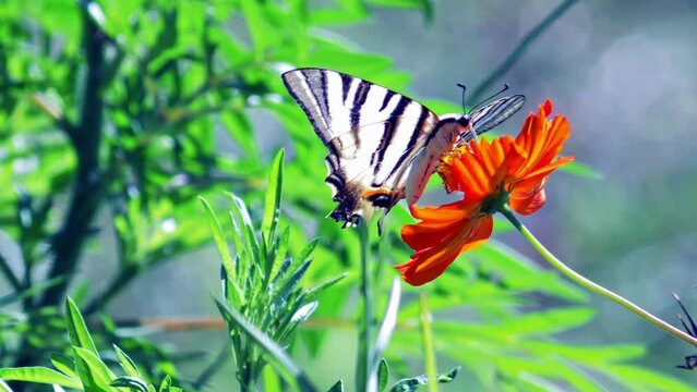 Close-up of a variegated butterfly looking for food on an orange-red chamomile in full bloom, depth of field