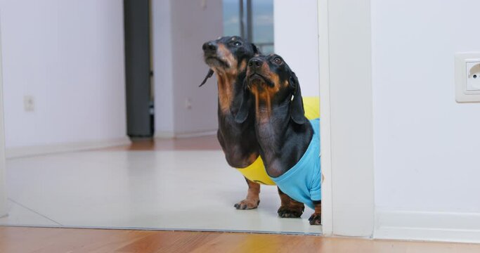 Two dachshund dogs in bright T-shirts peek out from around corner of room, look up expectantly, beg for food. Children lack of attention want to play team work spy games friendship. Pet entertainment
