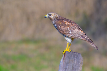 juvenile red-shouldered hawk perched on a fence post