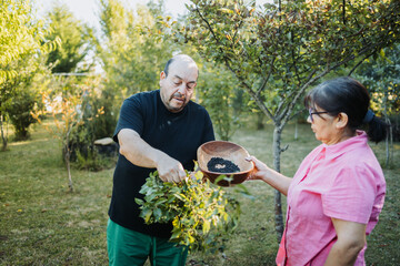 Mapuche couple picking superfood maqui berry into wooden tray. Aristotelia chilensis