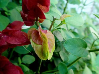 planta  flor camarão vermelho - justicia brandegeana