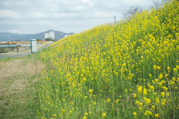 九州地方福岡県久留米市の河川筑後川河川敷の菜の花畑