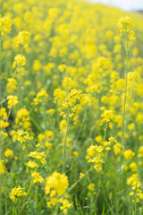 九州地方福岡県久留米市の河川筑後川河川敷の菜の花畑