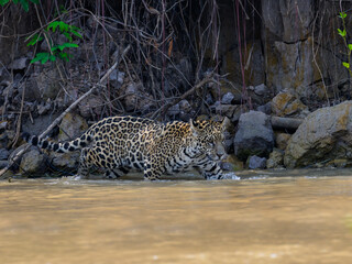 Fototapeta na wymiar Jaguar walking in the river in Pantanal, Brazil