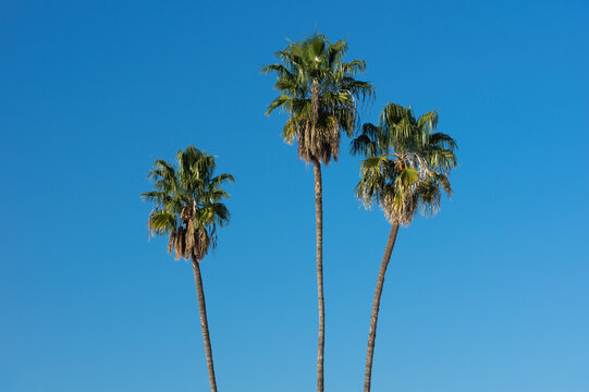 Palm trees in California shown against a deep blue sky.
