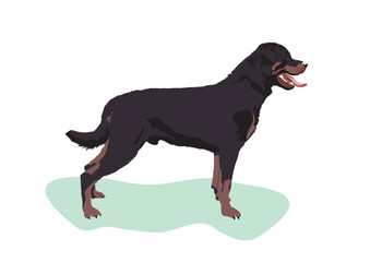 Rottweiler dog, black pet standing