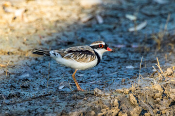 Black-fronted Dotterel in Victoria, Australia