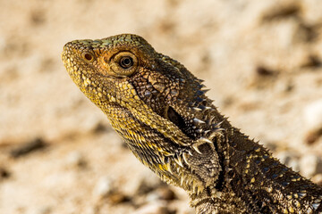 Central Bearded Dragon in Victoria, Australia