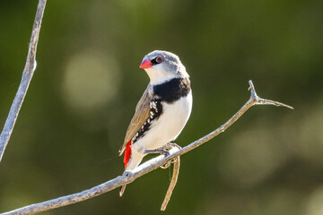 Diamond Firetail in Victoria, Australia