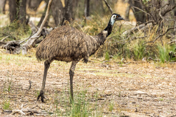 Australian Emu in Victoria, Australia