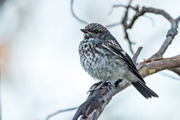 Hooded Robin in Victoria, Australia